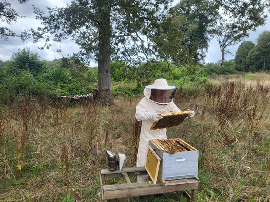 Plongez dans l'Univers d'Alage