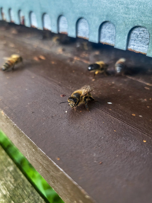 Préparer les ruches à l’hiver : un rituel de protection qui inspire nos soins